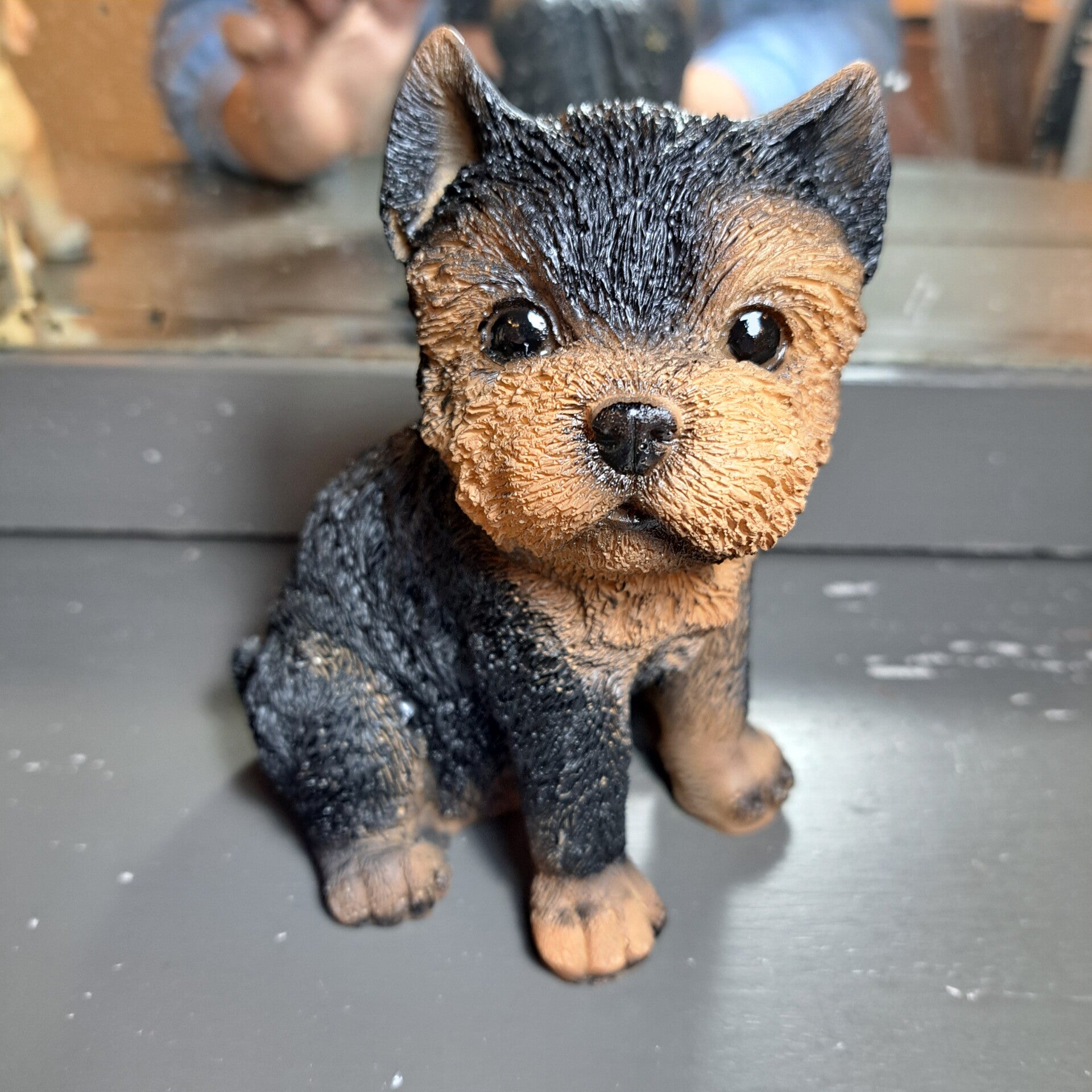 Yorkie +/- 25cm hoog