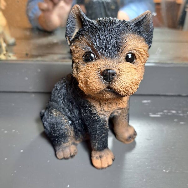 Yorkie +/- 25cm hoog