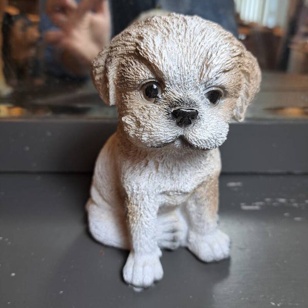 Boomer +/- 25cm hoog