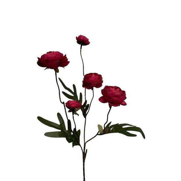 Ranonkel bordeauxrood 52cm