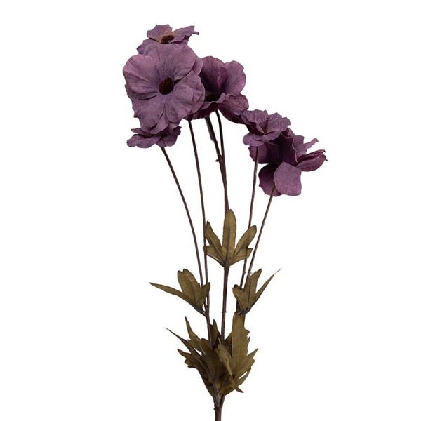 Klaproos aubergine 80 cm