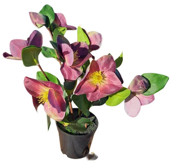 Helleborus struik aubergine 33 cm