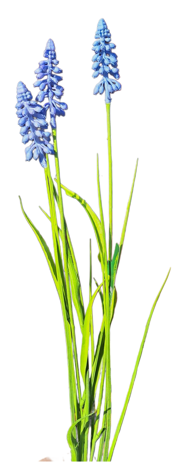 Blauwe druif 73 cm