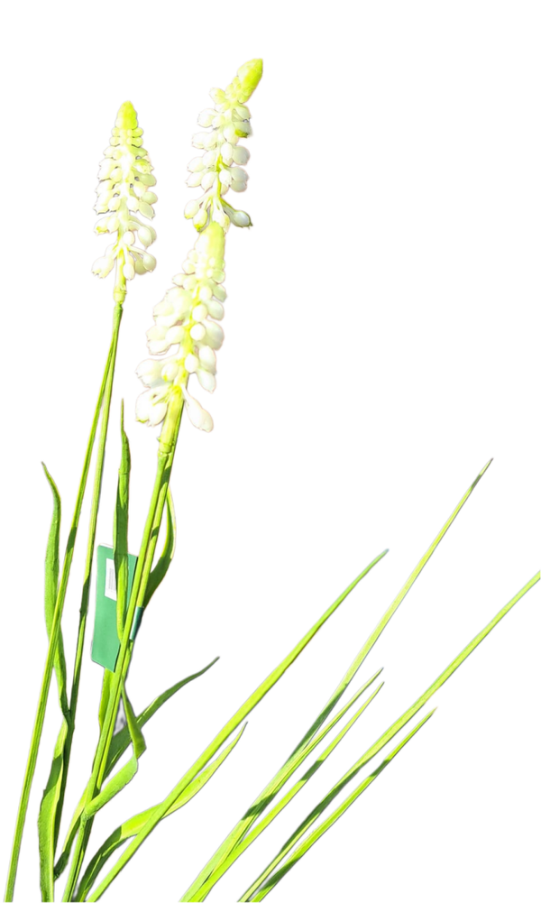 Witte druif 73 cm