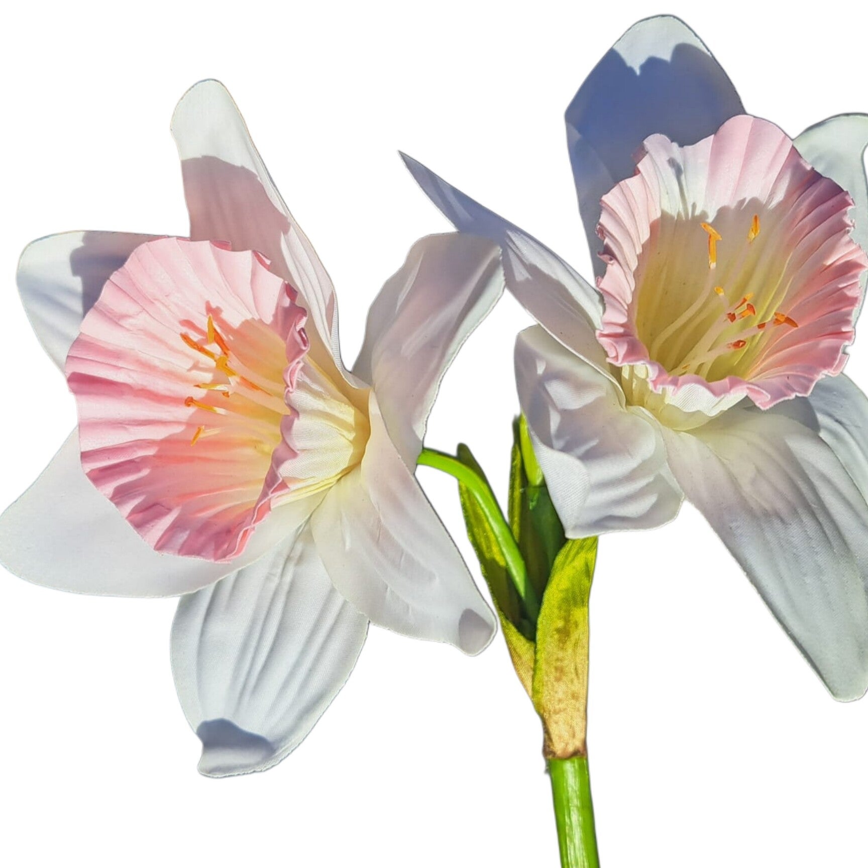 Narcis wit roze 76 cm