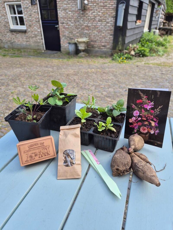 Plukbloem plantjes - Moederdag cadeau - €25,-