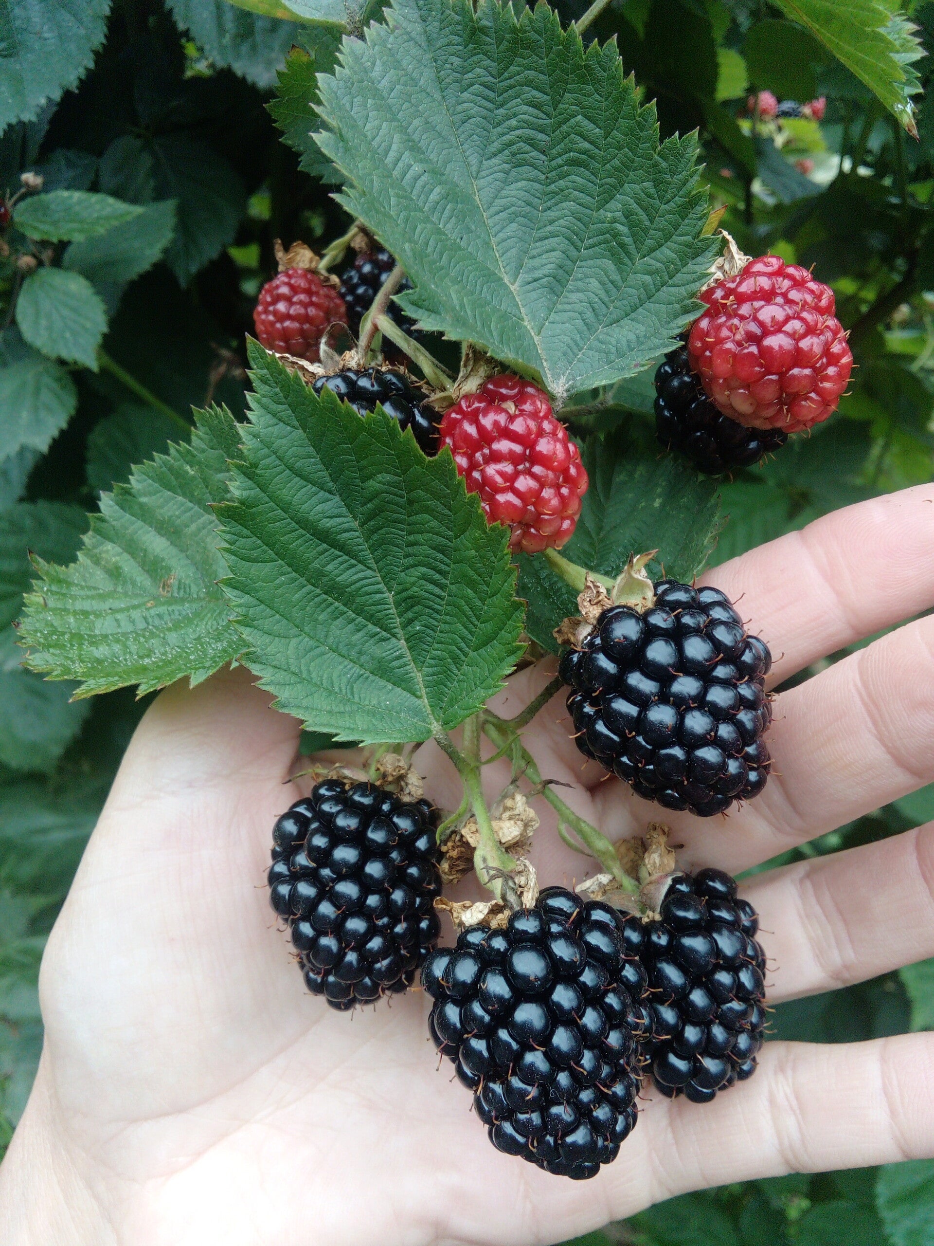 Amora Biológica fresca (kg)