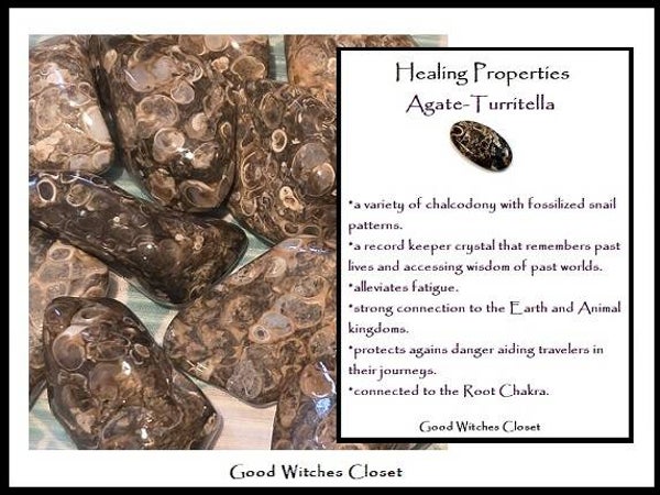Turritella Agate
