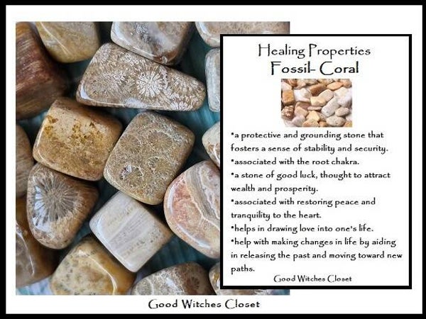 Fossilized Coral