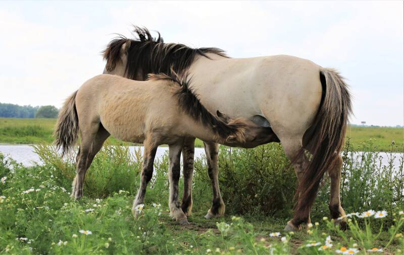 Konikpaard met veulen