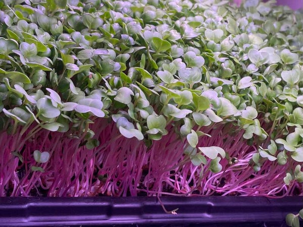 Ravishing Radish (Triton Purple)