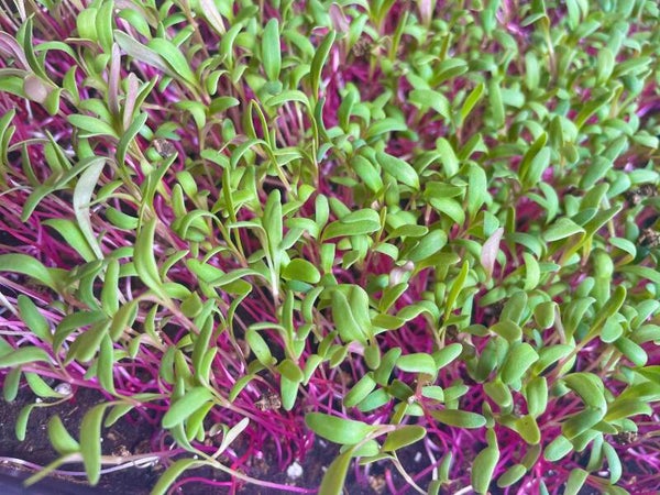 Pink Lipstick(Swiss Chard)