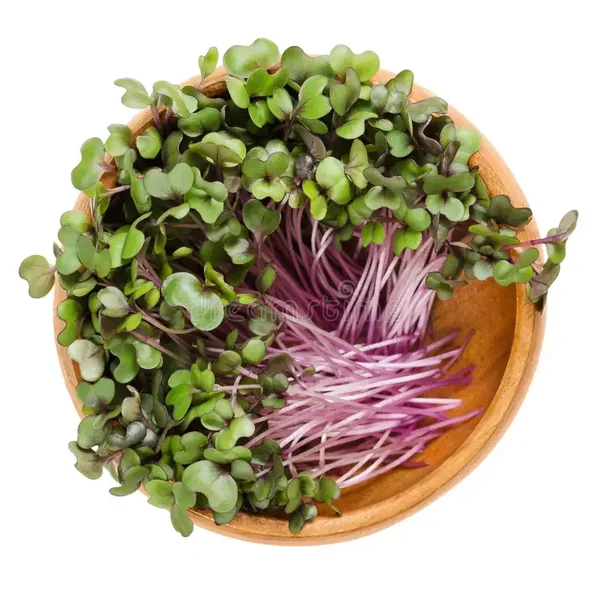 Radiant Red Cabbage