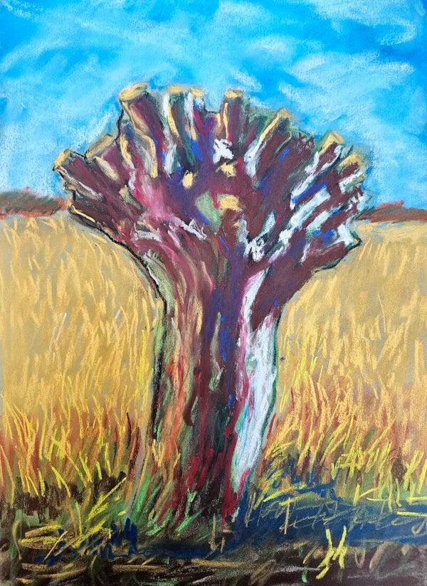 Knotwilg in het veld
