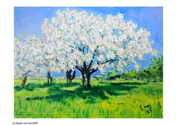 Bloesemboom