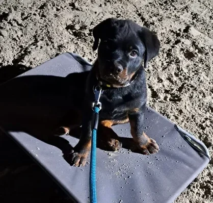 Puppybijeenkomsten (5- 10 weken)