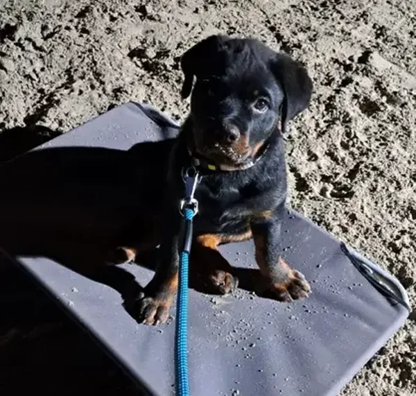 Puppybijeenkomsten (5- 10 weken)