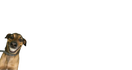 Chienschaudslaciotat