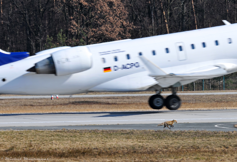 D-ACPG + fox