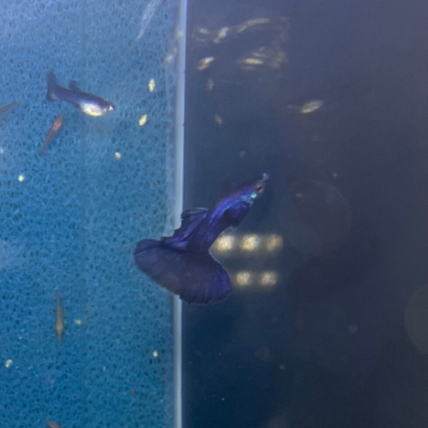 Purple Moscow - Prachtige Guppen!