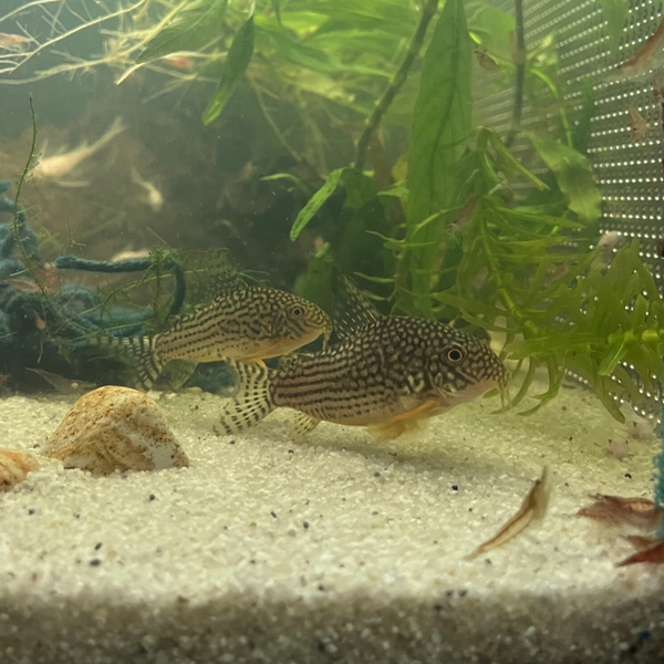 Corydoras Sterbia