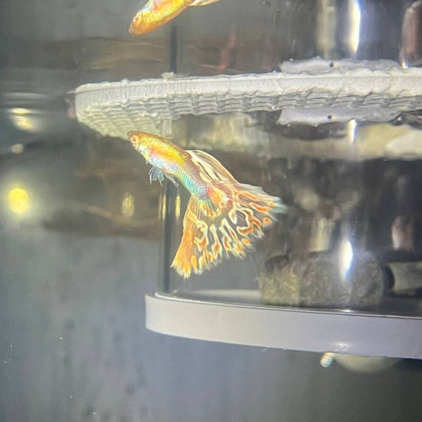 Prachtige Albino Pink Mosaic Guppen!