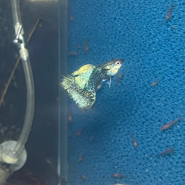 Serian Dragon - Prachtige guppen!