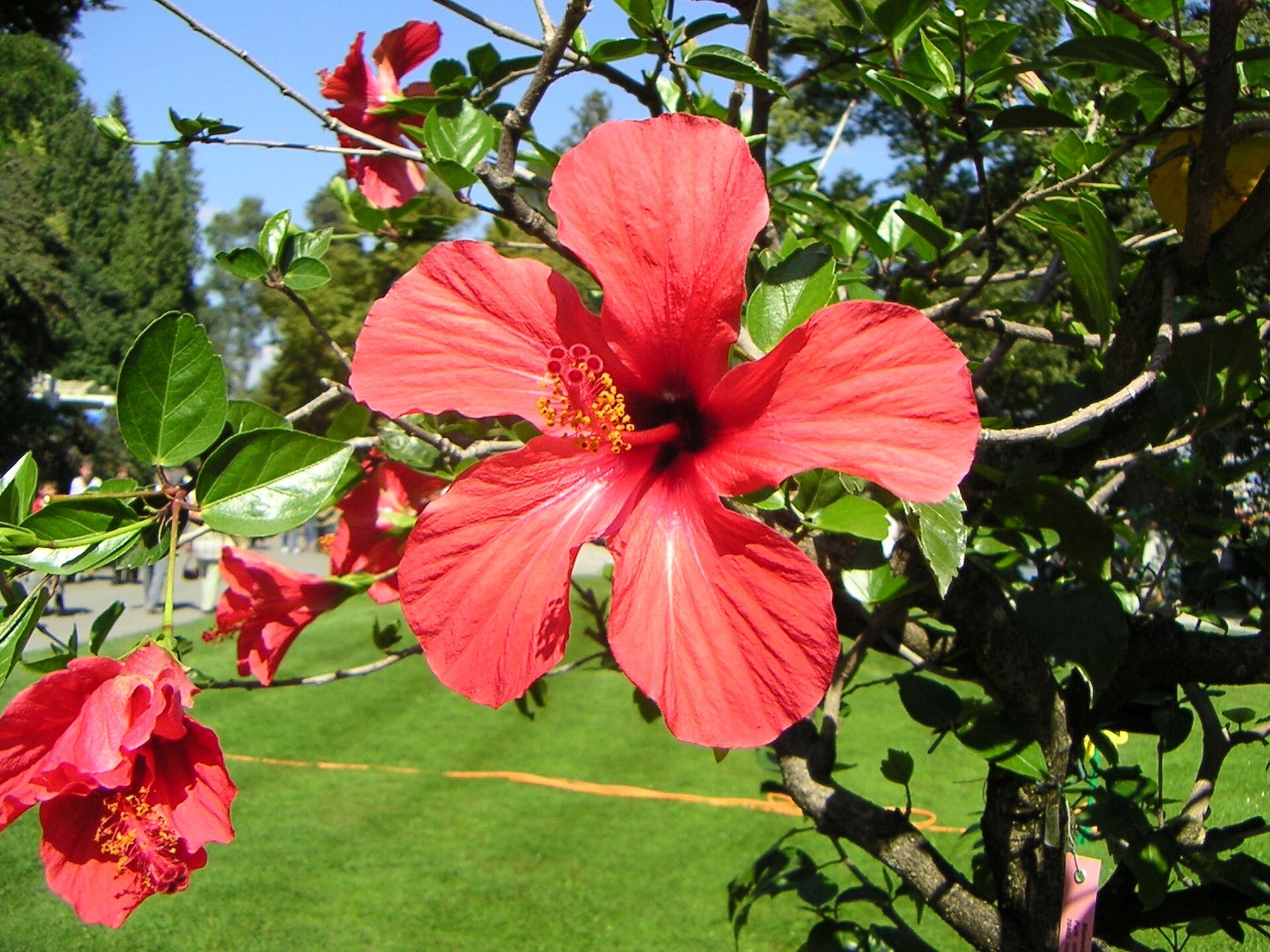 15 Mainau makro blüte rot
