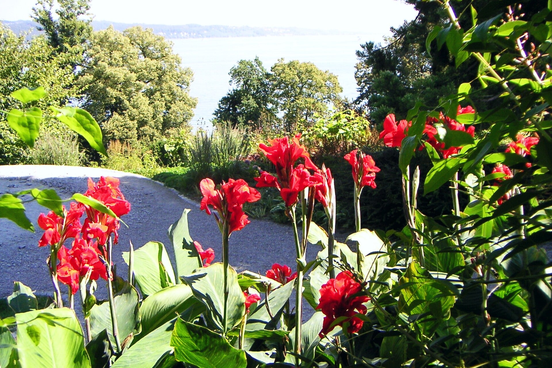 16 Blumen im Vordergrund - Insel