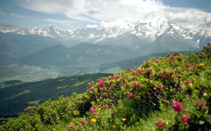 f dem Croisse Baulet  in Savoyen Alpenrosen Mont Blanc Blickn
