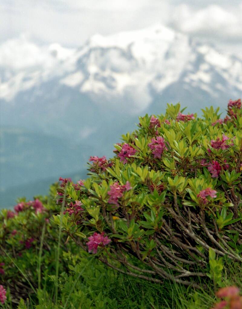f dem Croisse Baulet  in Savoyen Alpenrosen