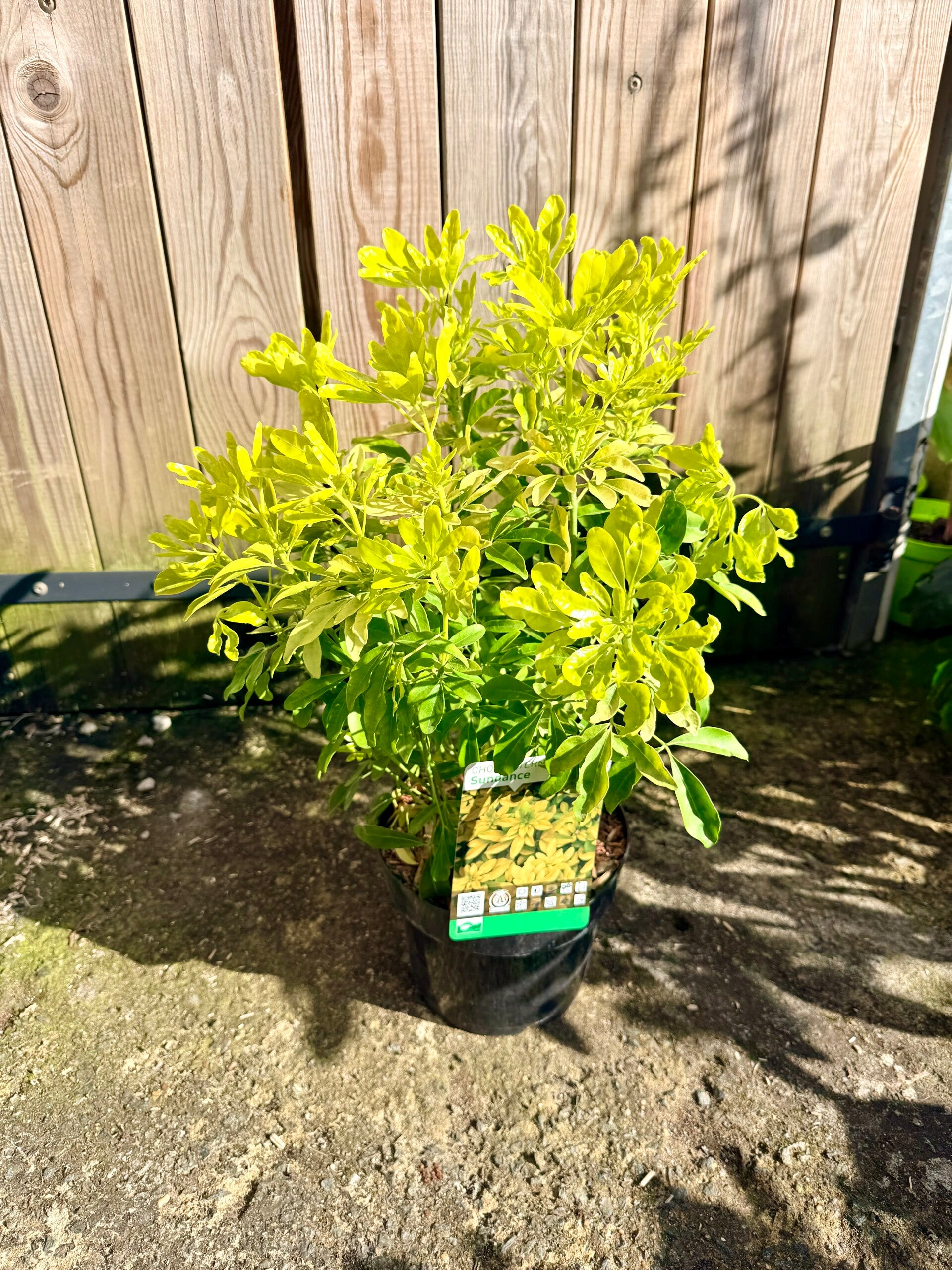 Choisya Ternata Sundance