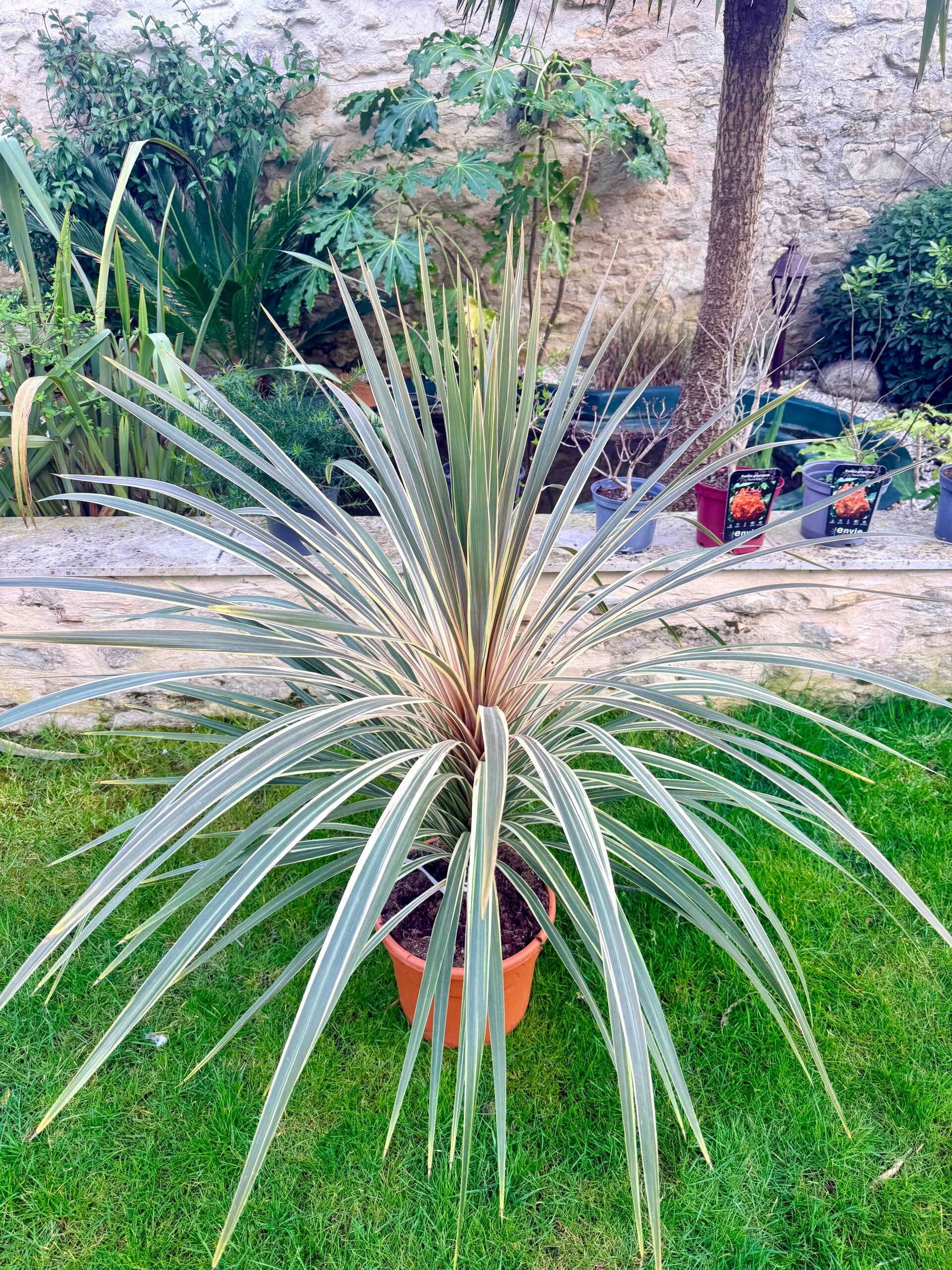 Cordyline panaché