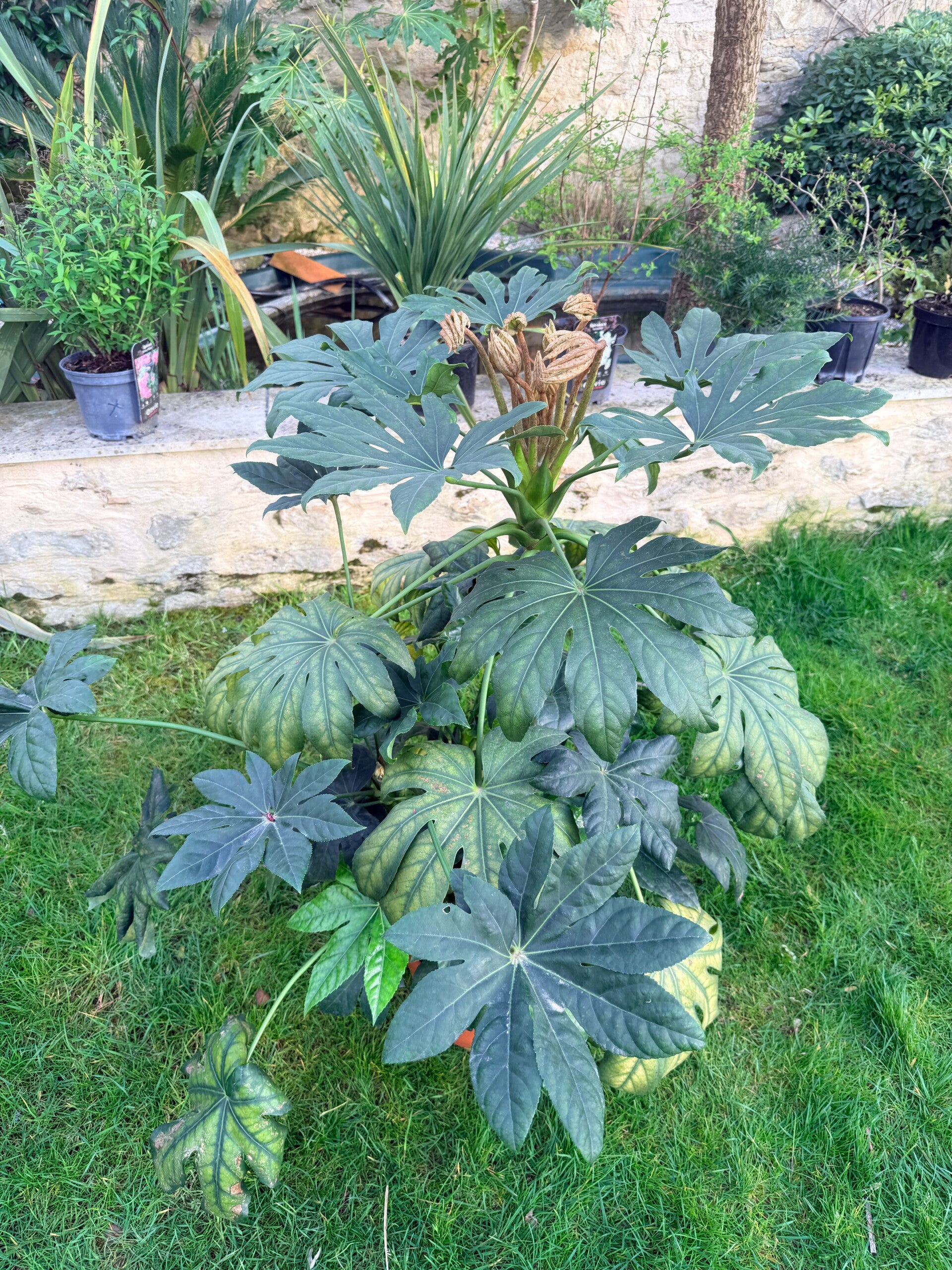 Fatsia Japonica