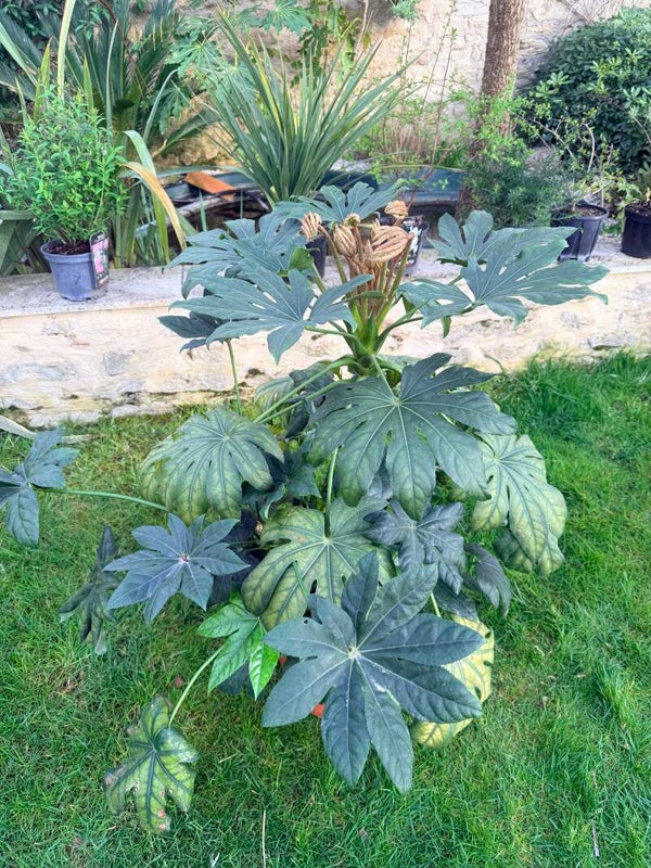 Fatsia Japonica