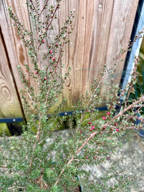 Leptospermum