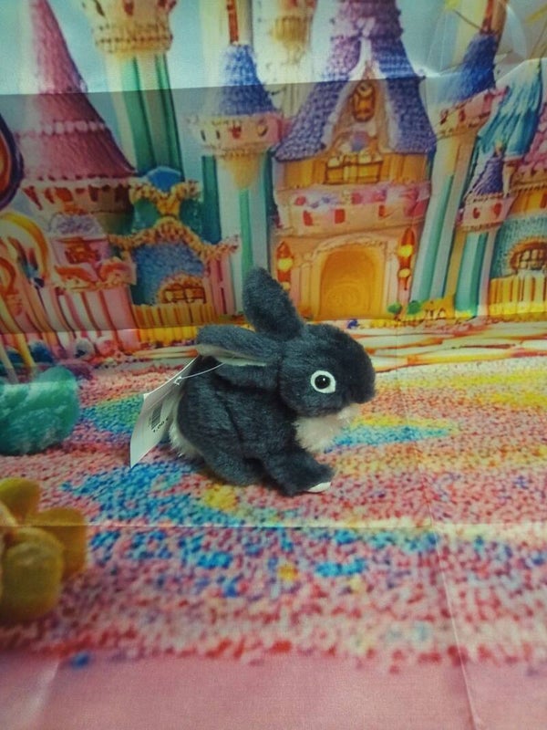 Petit lapin