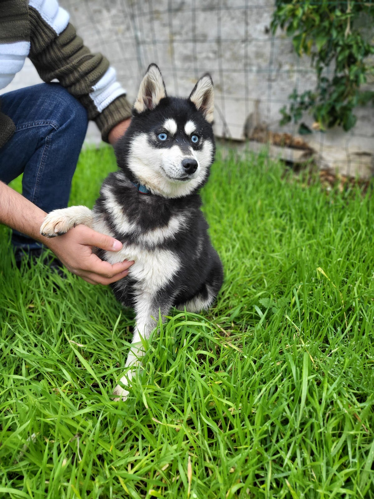 Nos chiens | L'étoile du pomsky