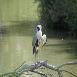 dsc01381-standard.jpg