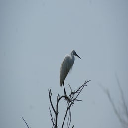dsc01515-standard.jpg