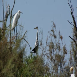 dsc01529-standard.jpg