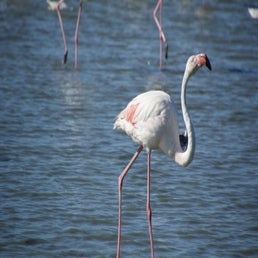 dsc01553-standard.jpg