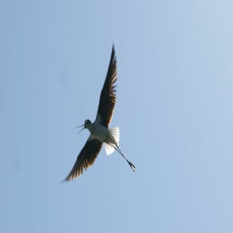 dsc01601-standard.jpg