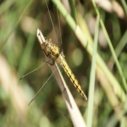 dsc01640-standard.jpg
