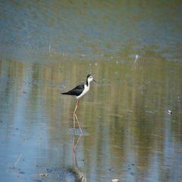 dsc01655-standard.jpg