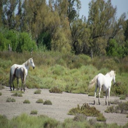 dsc01708-standard.jpg