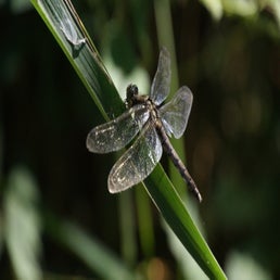 dsc01729-standard.jpg
