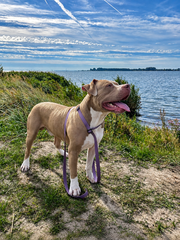Retriever Leinen