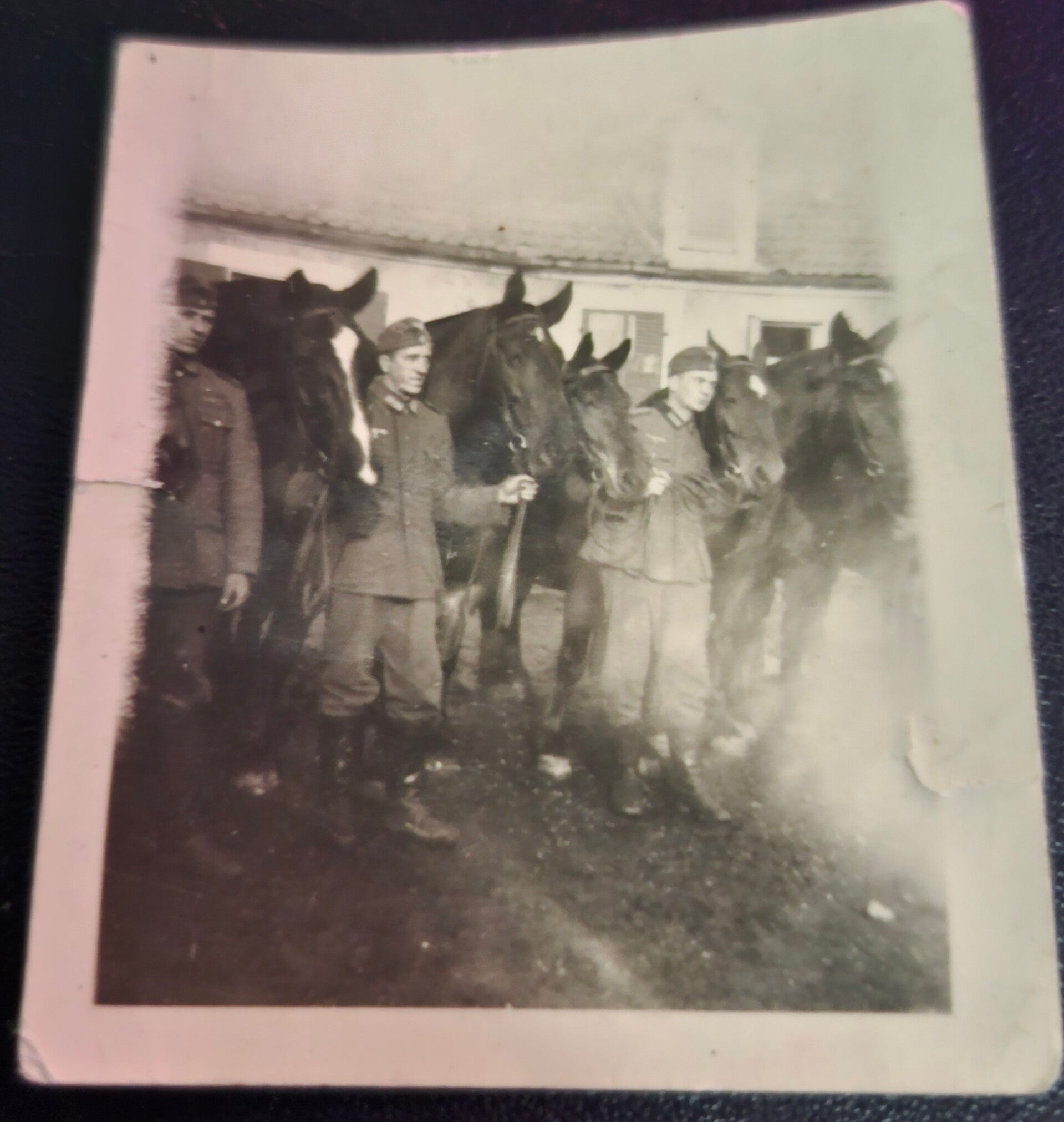 Ww2 foto bij paarden