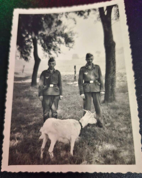 Ww2 foto duitse soldaten bij geit